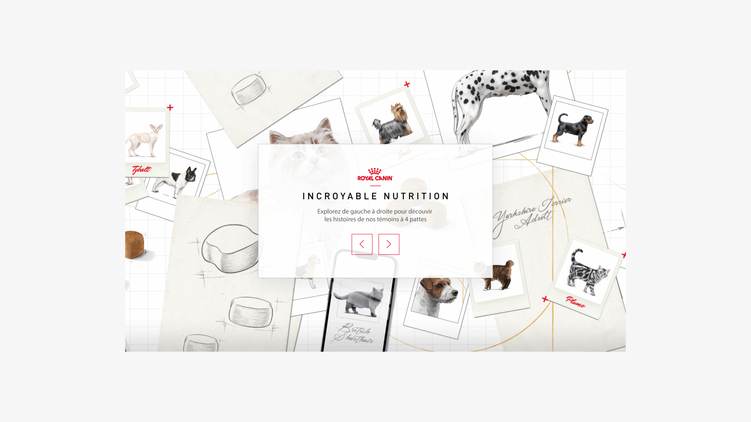 MaisonMotte_RoyalCanin_Crea1